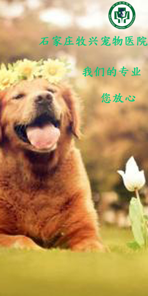 建设大街动物医院普及怀孕狗狗的护理石家庄口