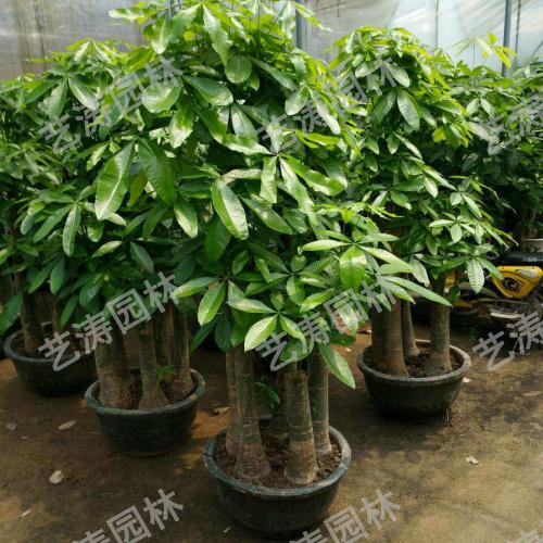 深圳西乡花卉批发,行业中价格靠谱的公司有哪