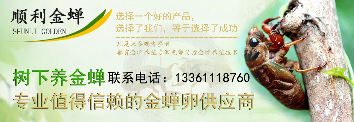 金蝉知了猴养殖新技术