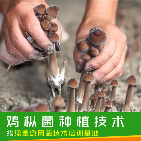 主营项目:组织销售成员种植的主要农作物产品,提供所