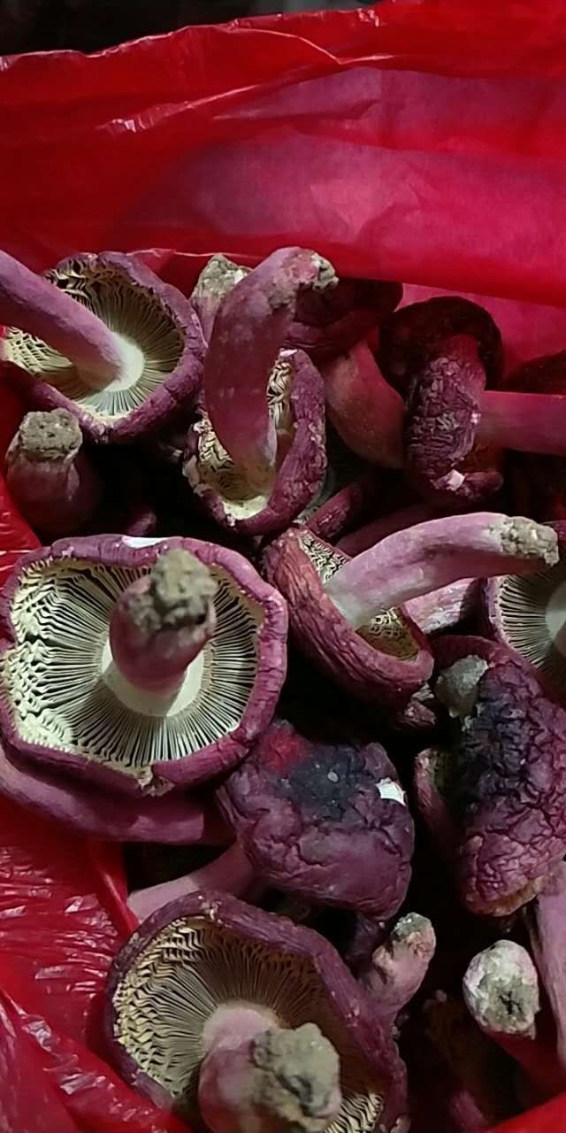 毒红菇 红椎菌图片