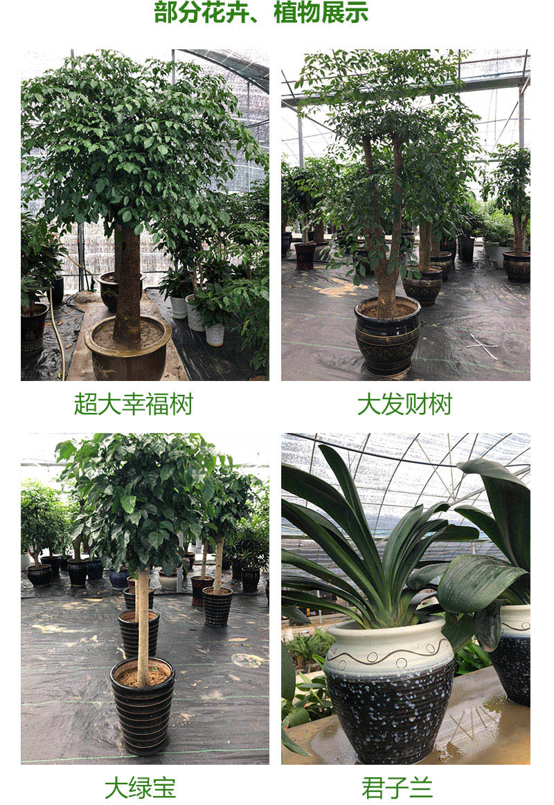 植物牆技術經驗的園林景觀公司,現有完整的設計,施工安裝,種植維護等