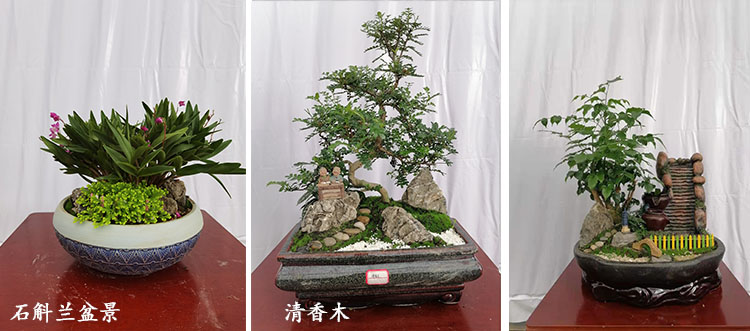 盆栽植物租摆公司