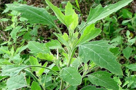 灰灰菜怎么吃?菜老蔫告诉您