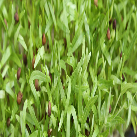 香椿芽苗菜蕎麥芽苗菜苜蓿芽苗菜