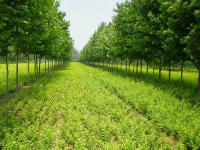 常用綠化苗木 綠化苗木重要品種 綠化苗木河北專業種植基地-昌盛苗圃