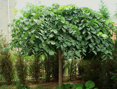 大叶垂榆大叶垂榆小苗价格图片栽培技术园林价值河北大叶垂榆专业种植