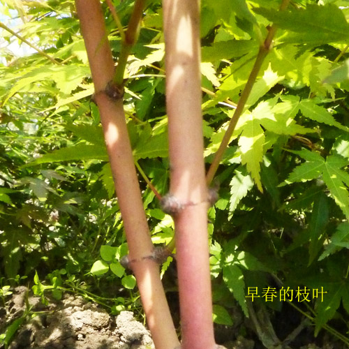 金杆枫-冬季枝干呈金黄色的红枫