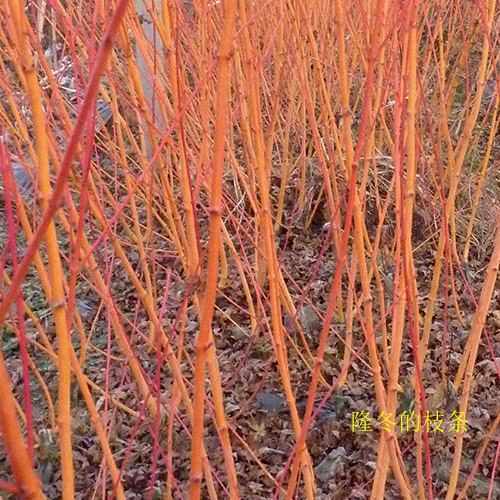 苏州金杆枫基地优质日本红枫新品种苗批发