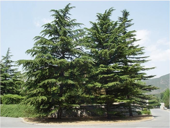 河南雪松选吉喜波苗圃河南雪松基地直供