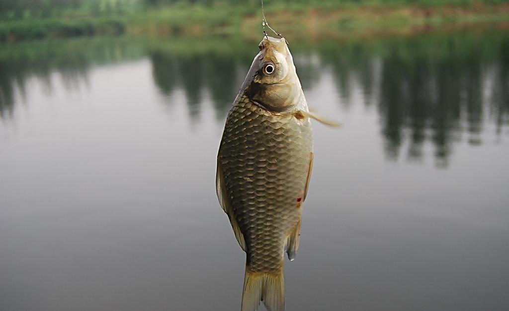 西子湖大师教您台钓鲫鱼选择点方法一看就懂!