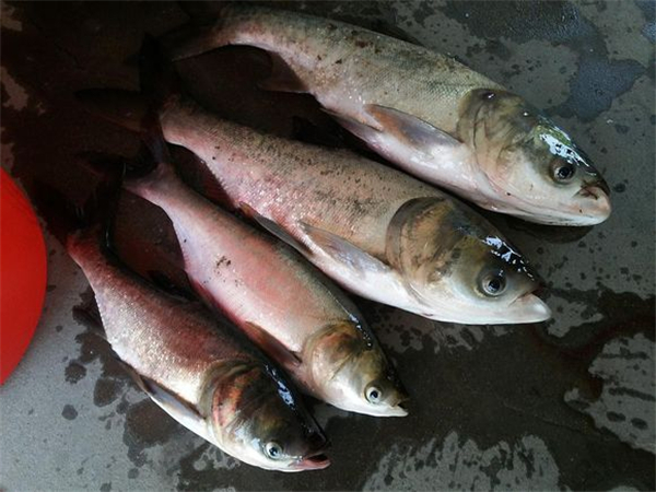 湖南鱼饵制作工厂教你浮钓鲢鳙鱼线组配置以及饵料配制的方法