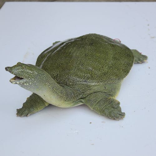 惠州中华鳖价格 /惠州中华鳖批发/惠州中华鳖供应商