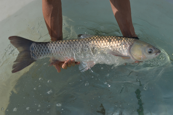 中山东升脆肉鲩批发哪家好?
