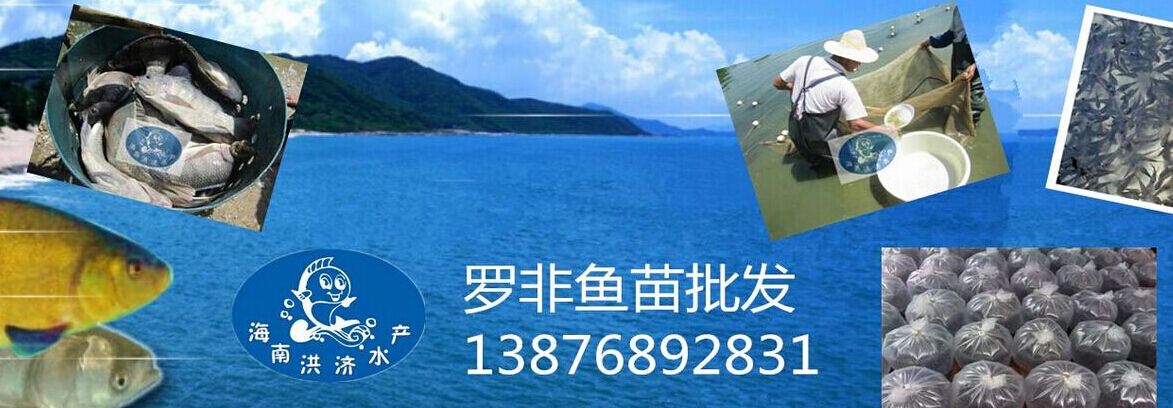 广东茂名罗非鱼苗养殖场?优选洪济罗非鱼苗养殖场.