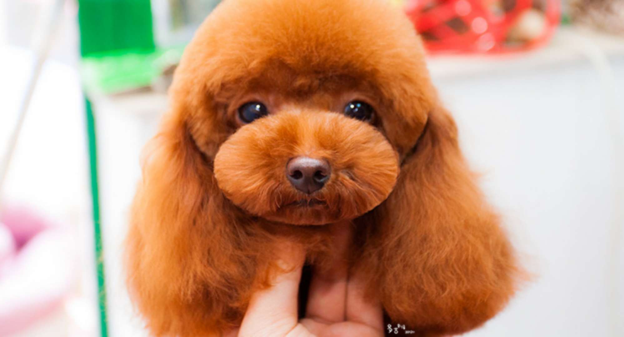 贵宾这类玩赏犬必学的三种基本动作,金色世家宠物中心