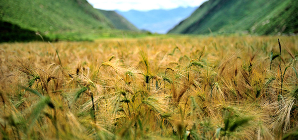 规模不断壮大,无论是青稞种植推广还是青稞深加工都取得了较好的成绩