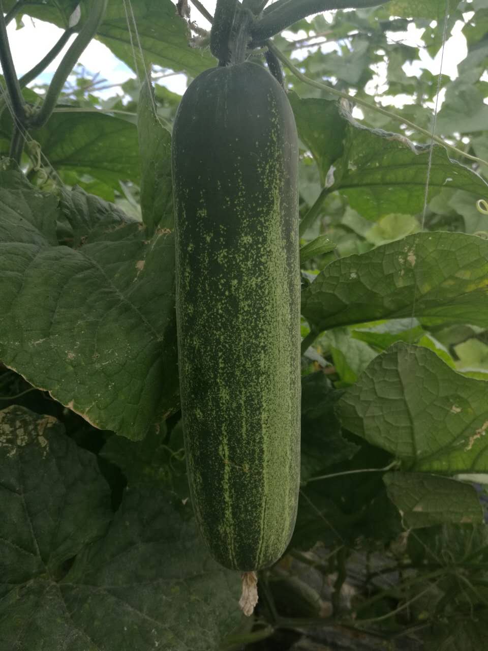 水果吊瓜种子之现代立新大湖溪1号