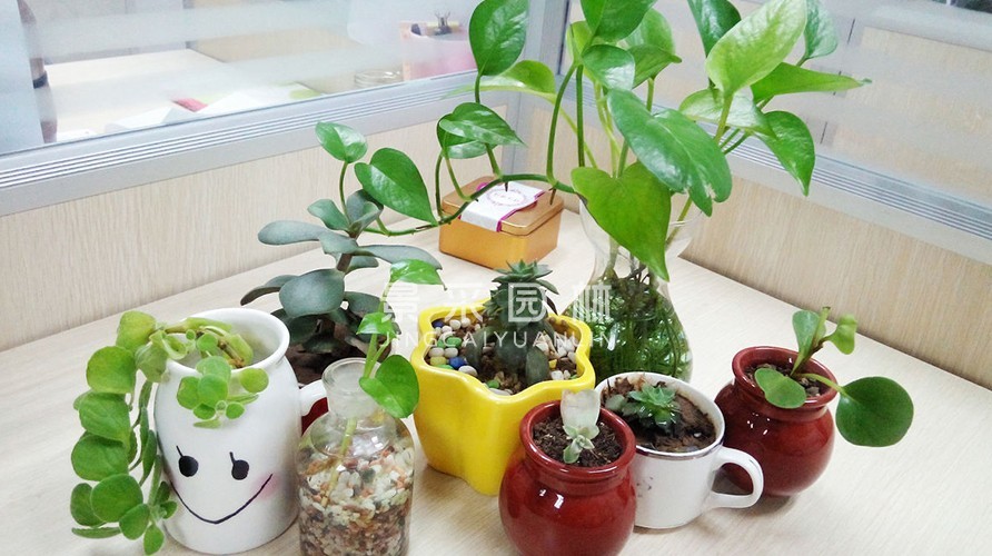 室内植物租摆价格多少