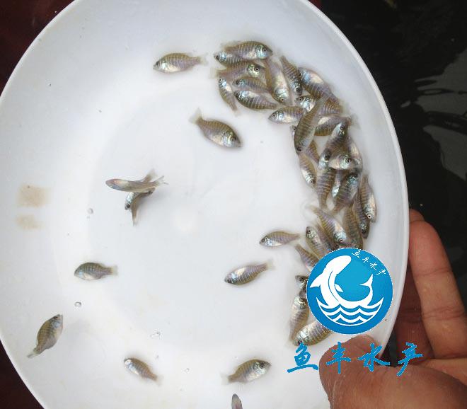 太陽魚苗養殖,雜交太陽魚苗