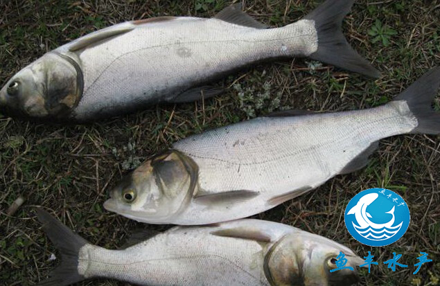 鲢鱼苗养殖价格 生产鲢鱼苗供应报价