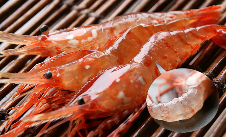 海虾精品,虾中之王——牡丹虾