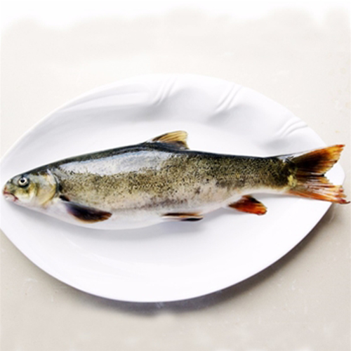 昆明鱼类那家新鲜?全在购鱼网