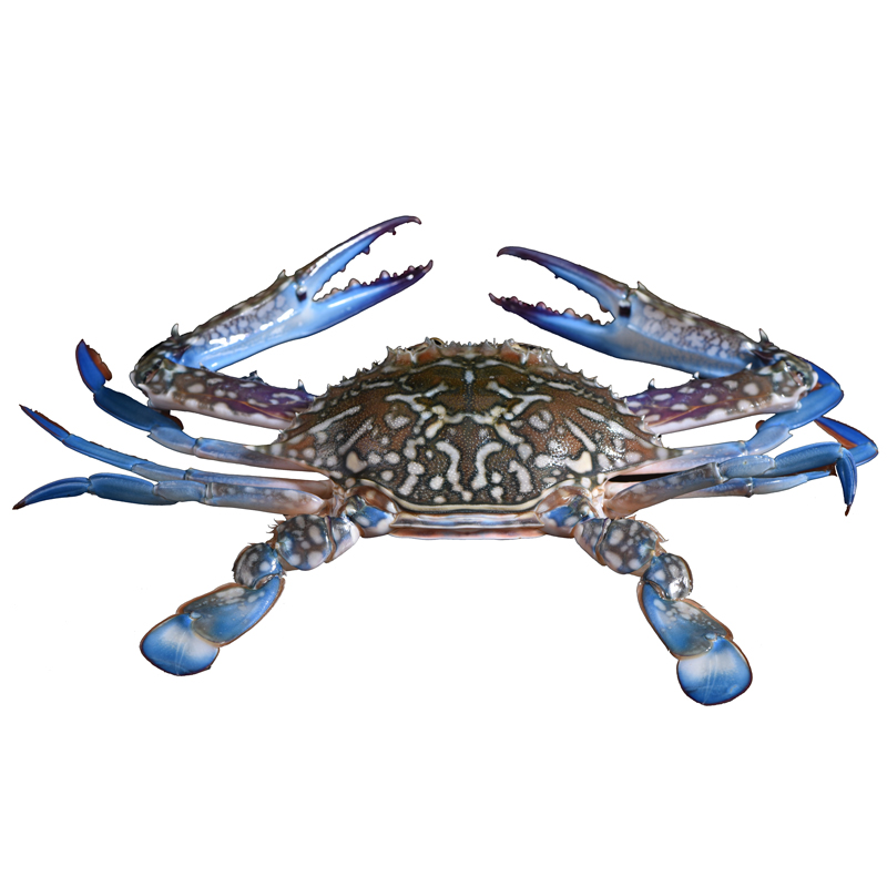 昆明鲍鱼,花蟹批发价格三小时送货上门