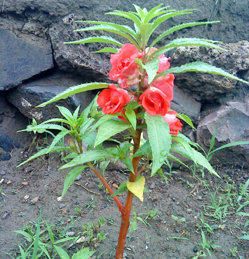 金紫雨海娜粉植物染发粉怎样?指甲草植物染发好吗?海娜粉染发好吗?
