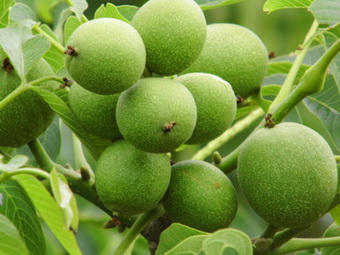 平顶山核桃苗批发哪里便宜?怎么运输?