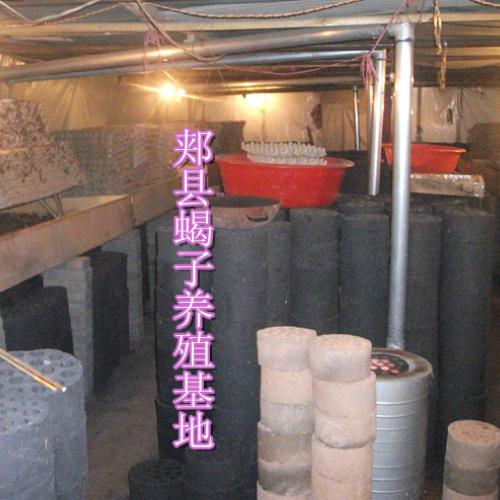 蝎子养殖大棚,养蝎子技术,50亩塑料大棚蝎子养殖基地,陈总