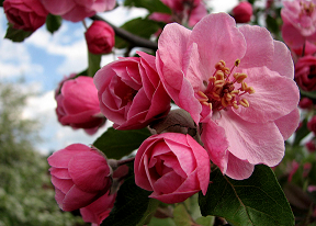 北美海棠品种白兰地海棠简介