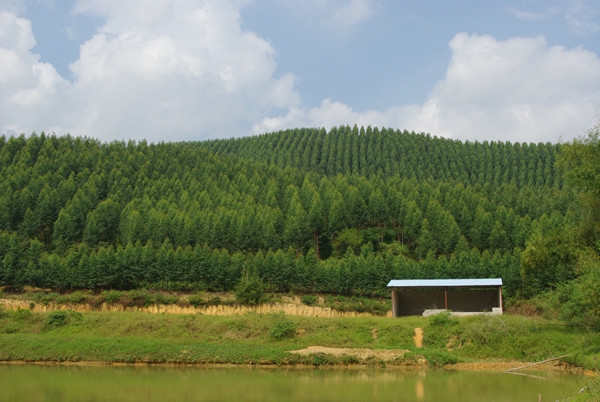 惠州桉树萌芽肥厂家 强大的专业团队就在达一