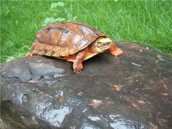 哪里有健康漂亮的金钱龟?可以参观吗?