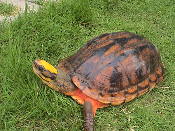 为什么人人都爱喝金钱龟汤有什么好处