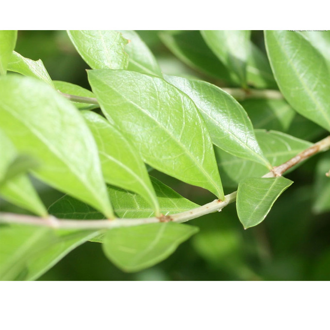 海娜染发粉染白发|哪个牌子的海娜粉好用?蔓海蒂海娜粉正品印度进口