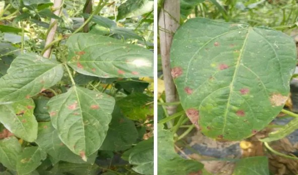 云南豇豆红斑病害重打药加品高尚药效翻倍