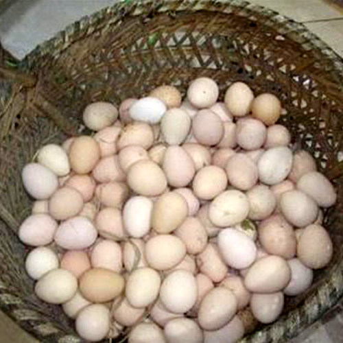 天津哪家养珍珠鸡和鸡蛋质量好的-联兄珍珠鸡养殖场值得信赖