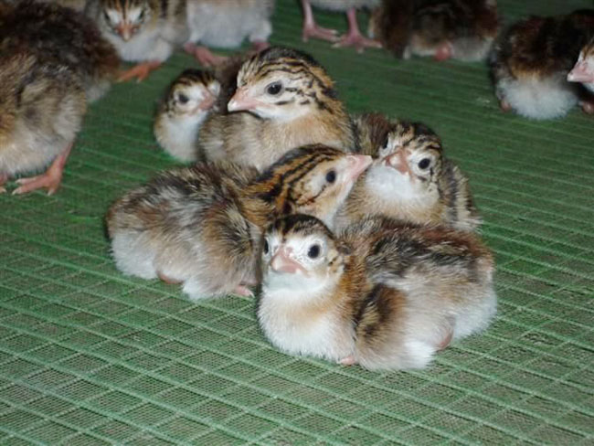 新会联兄珍禽养殖珍珠鸡珍珠鸡苗珍珠鸡蛋