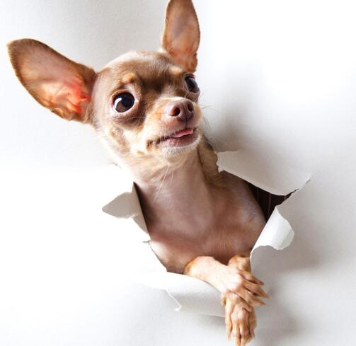 巨峰教育改变孩子的好平台 提醒您警惕网购宠物的骗局