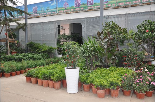 南昌植物盆栽找哪个市场购买好