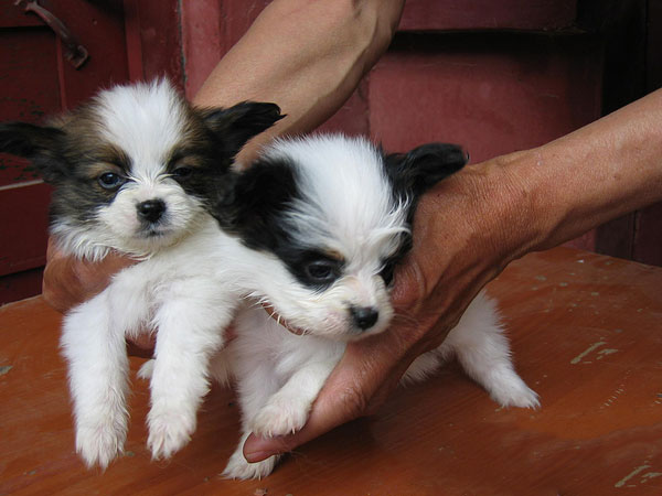 蝴蝶犬多少錢蝴蝶犬多重蝴蝶犬多大