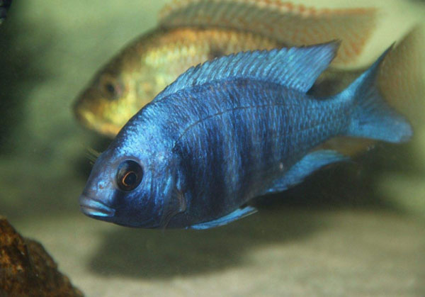 蓝三角鱼,五彩金凤鱼等都喜欢在水上层活动;虎皮鱼(详情介绍),拐棍鱼