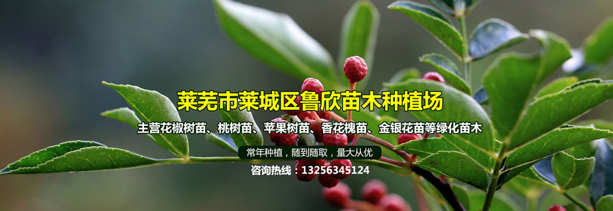 桃树品种苗价格多少合适
