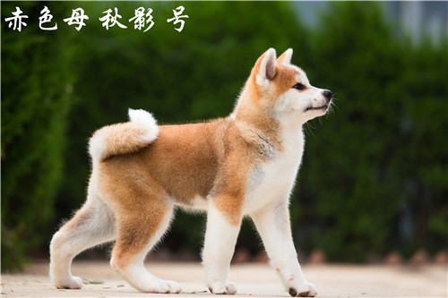 自己在家就可以為秋田犬做美容