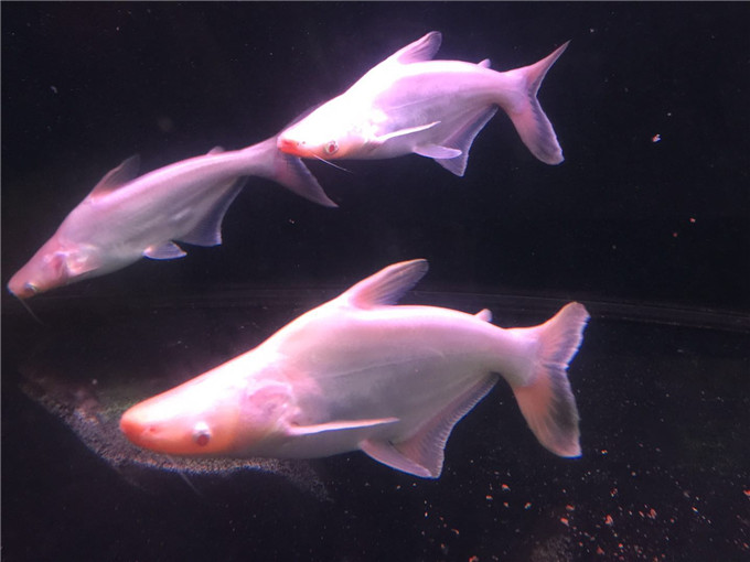 请问下水族馆热带观赏鱼小白鲨怎么养好?详情请拜访