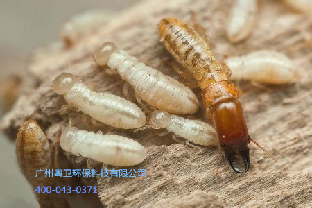广州防治白蚁最好的公司