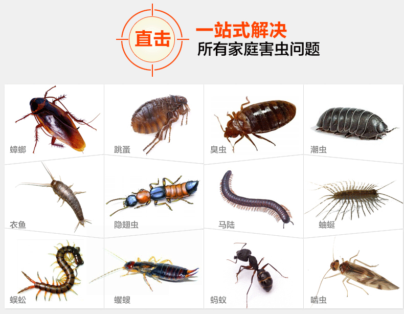 怎样灭蟑螂 保险广告蟑螂