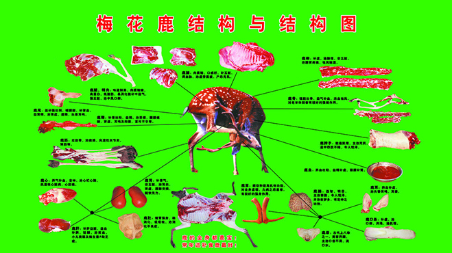 河南哪里的梅花鹿厂卖梅花鹿肉鹿胎膏强烈推荐