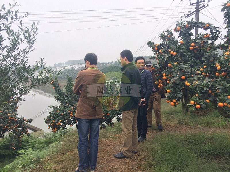 四川陶然农业金秋砂糖桔备受政府部门关注